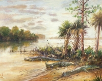  Basking alligators, Peace River  